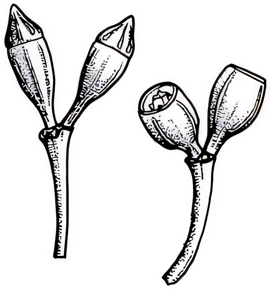 Eucalyptus dumosa