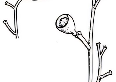 Eucalyptus largiflorens