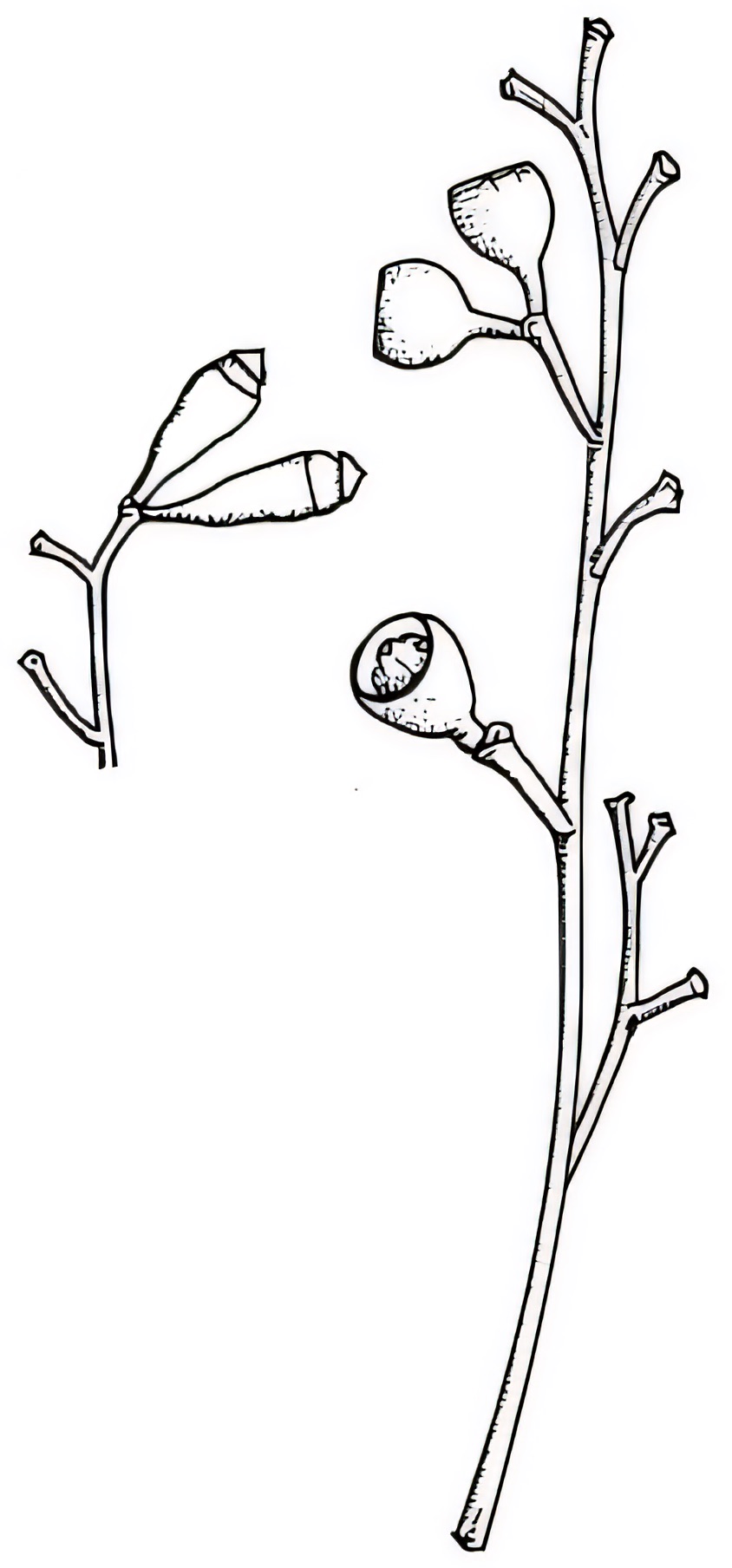 Eucalyptus largiflorens