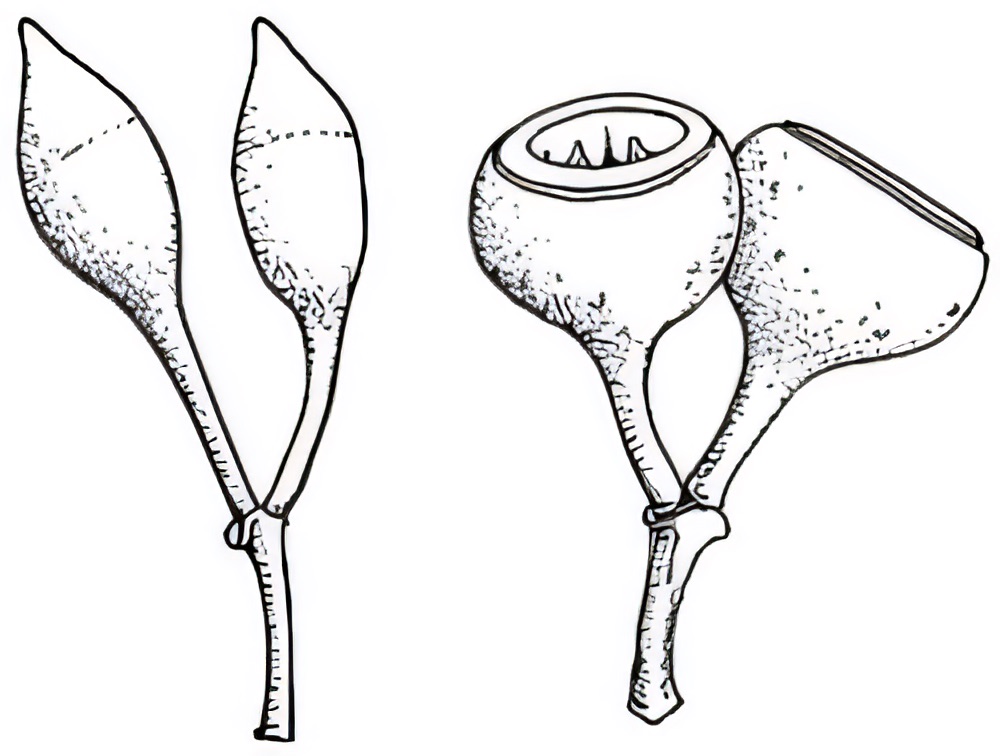 Eucalyptus leucoxylon