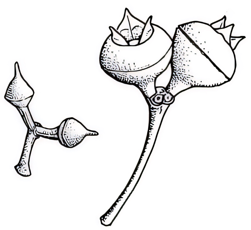 Eucalyptus macrorhyncha