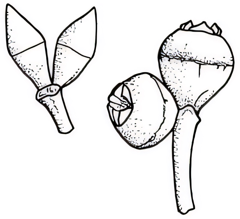 Eucalyptus morrisii