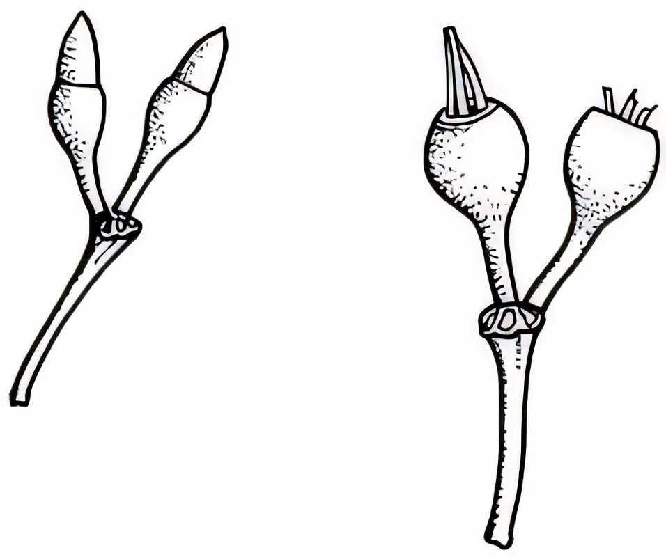 Eucalyptus oleosa