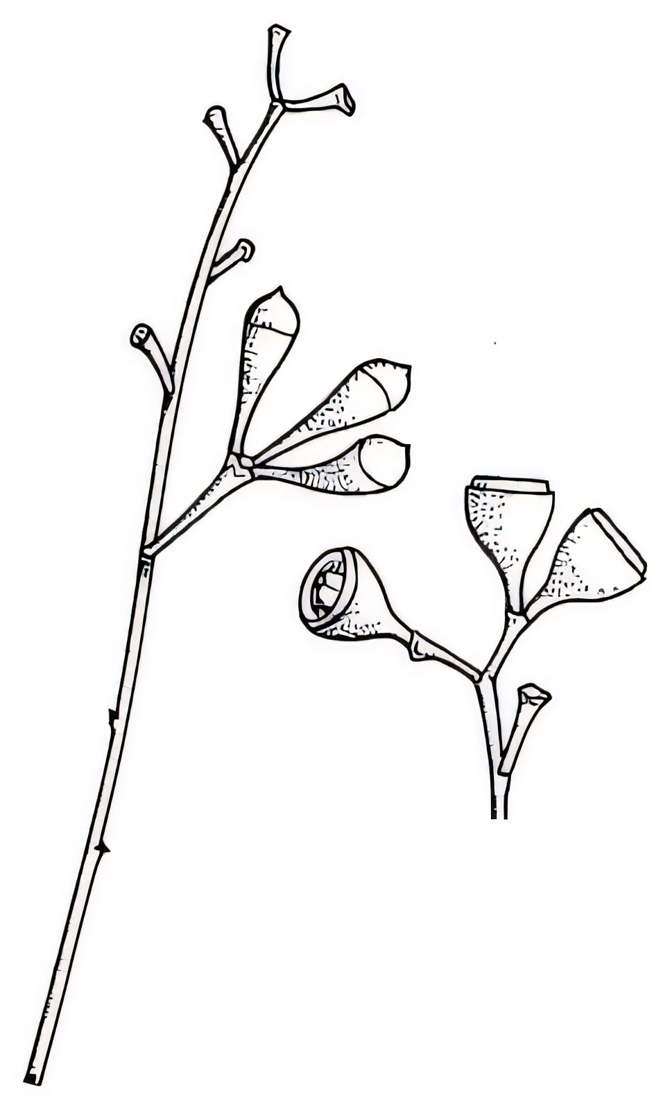Eucalyptus populnea