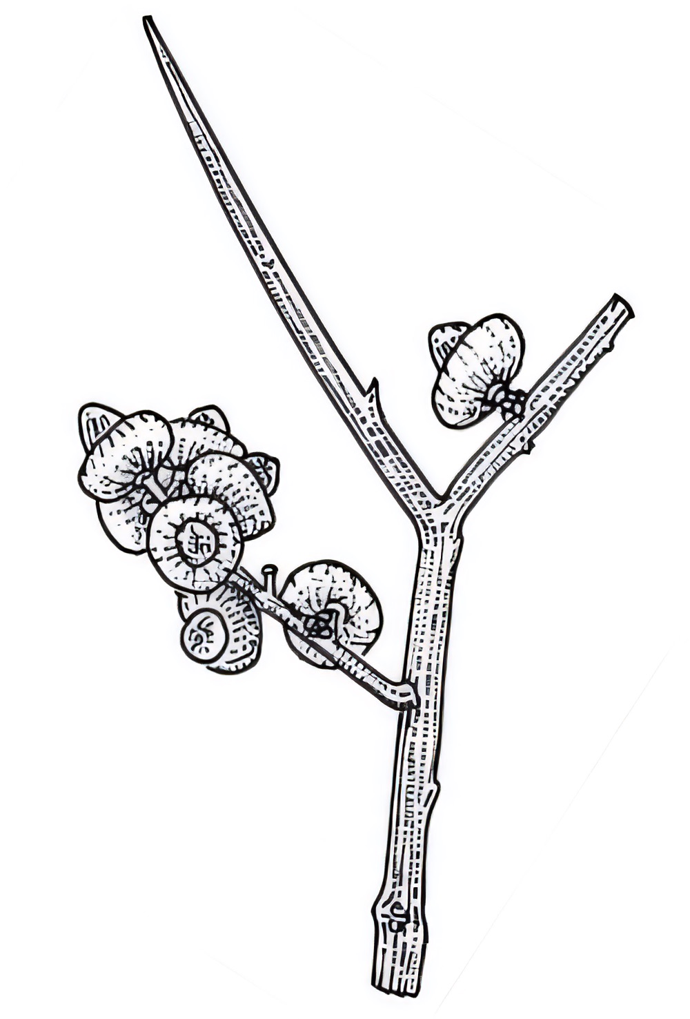 Exocarpos aphyllus