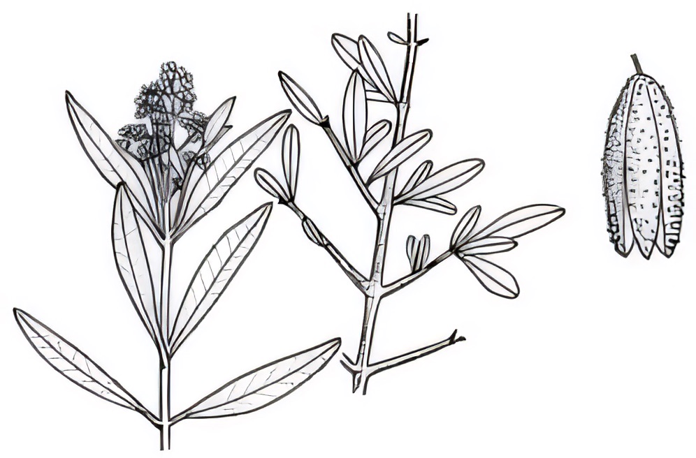 Flindersia maculosa