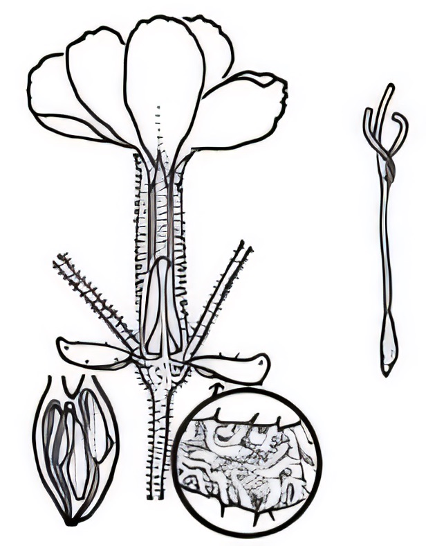 Frankenia connata