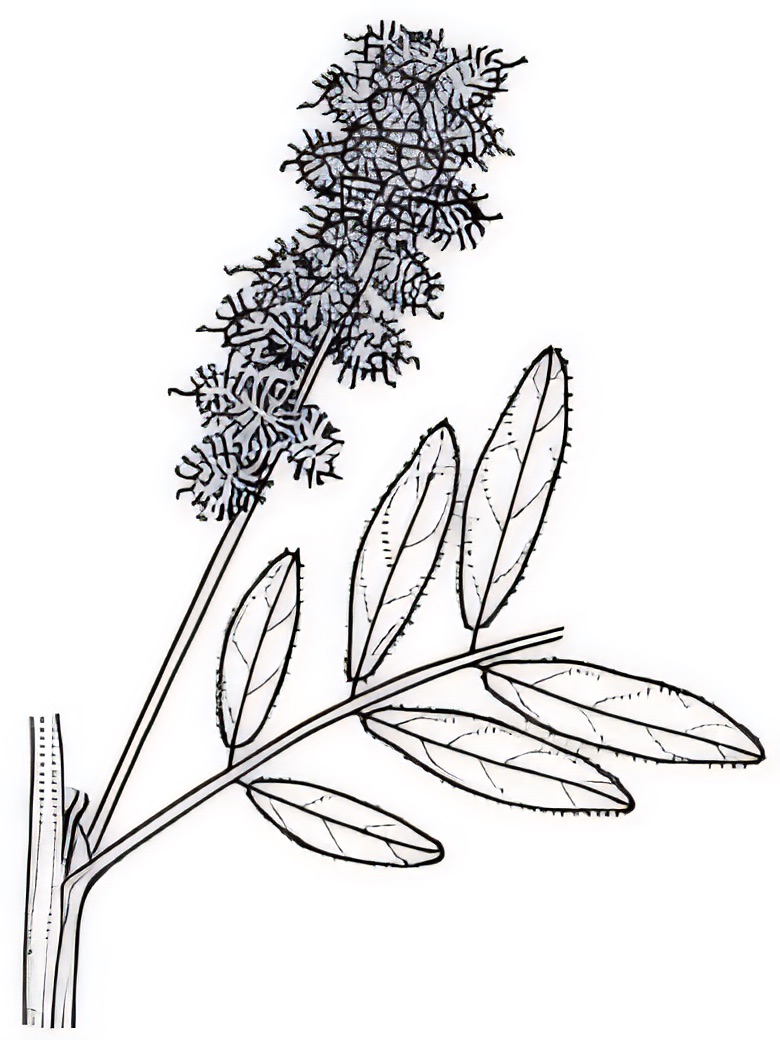 Glycyrrhiza acanthocarpa
