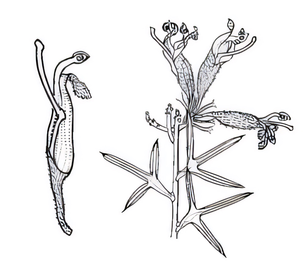 Grevillea huegelii