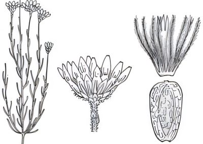Hyalosperma glutinosum