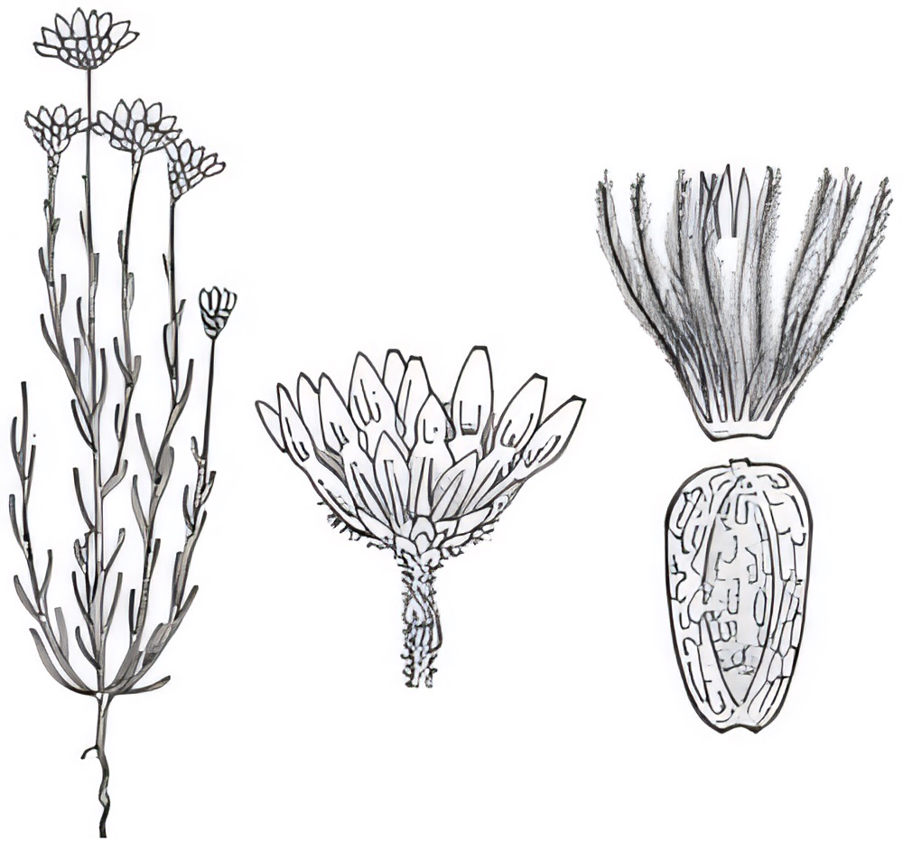 Hyalosperma glutinosum