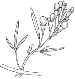 Jasminum didymum