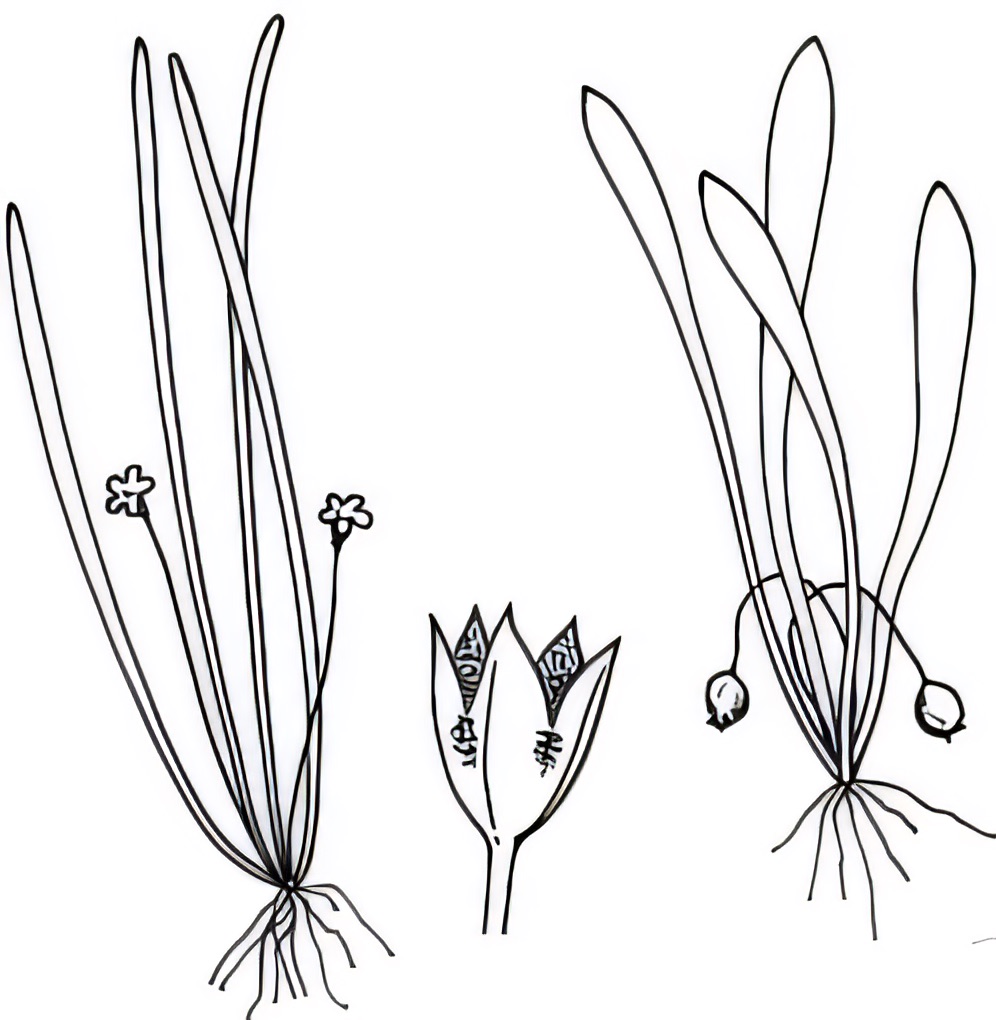 Limosella australis