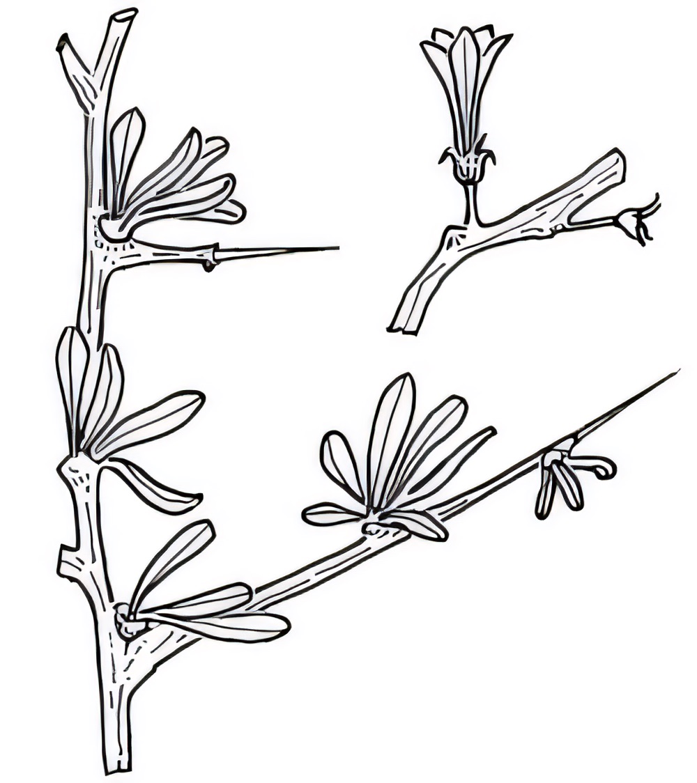 Lycium australe