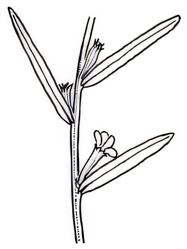 Lythrum hyssopifolia