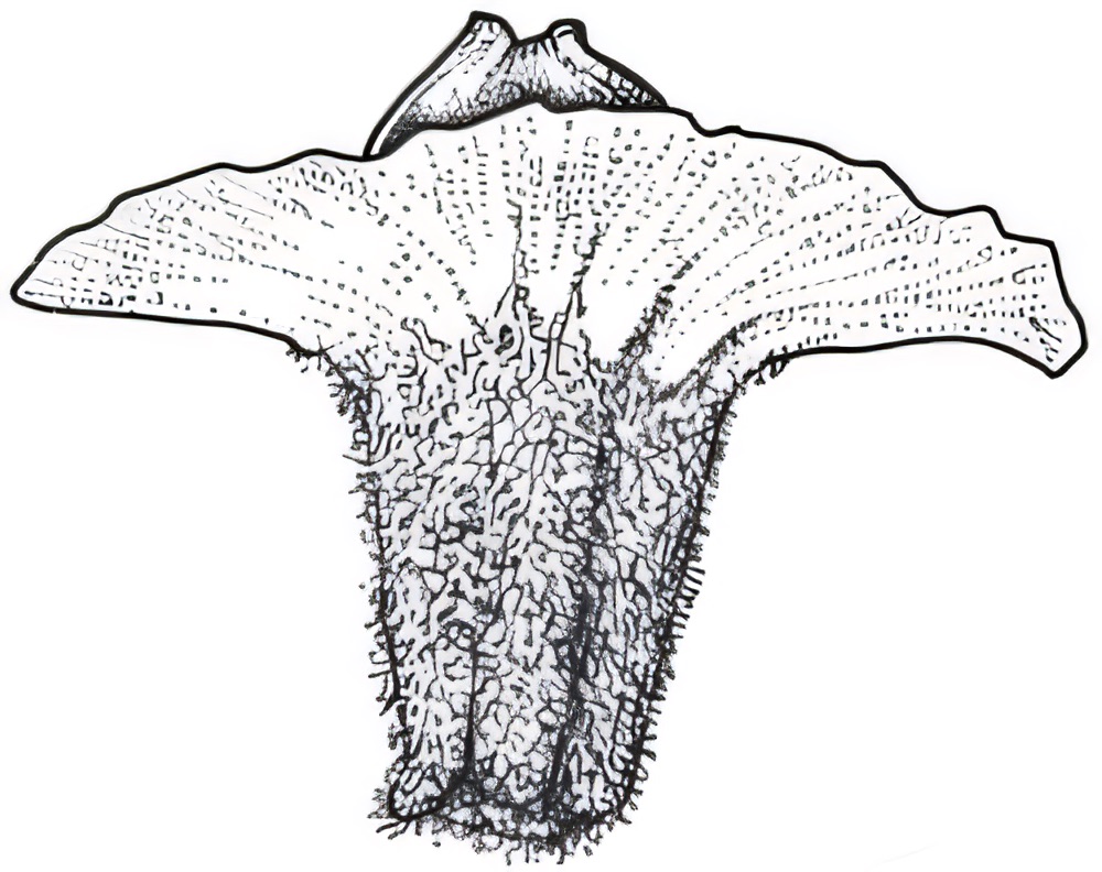 Maireana pyramidata