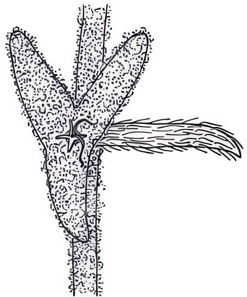 Malacocera tricornis