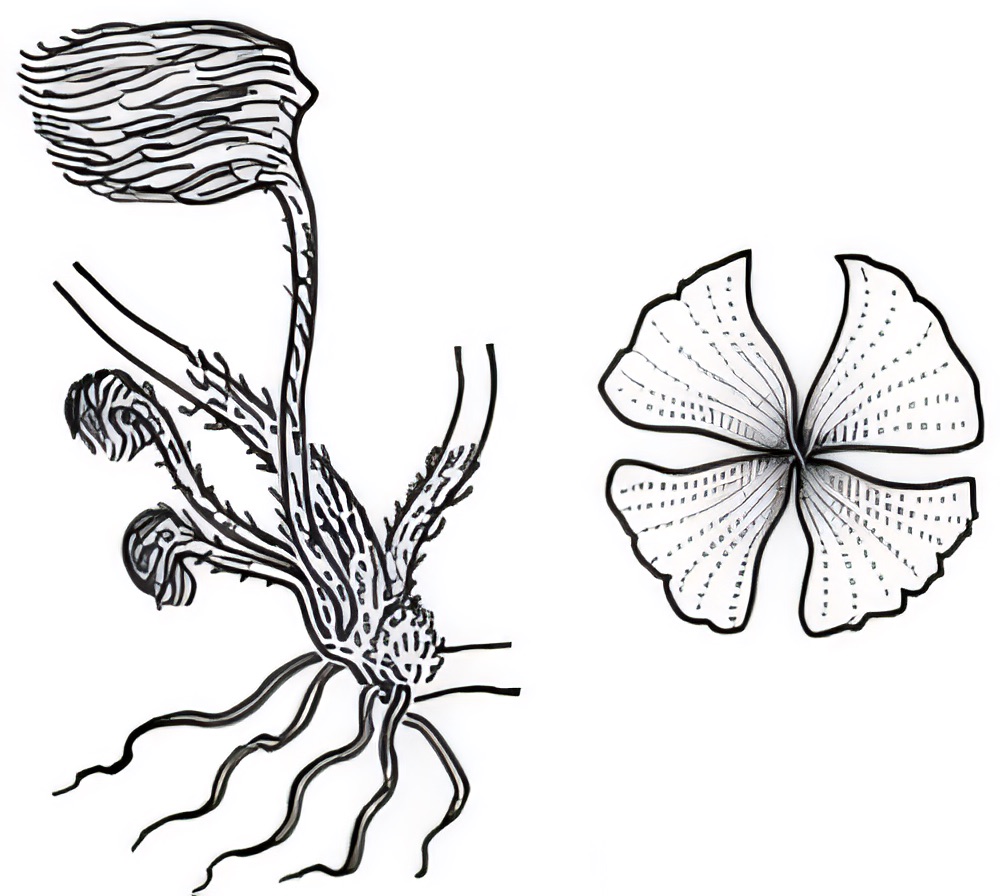 Marsilea drummondii