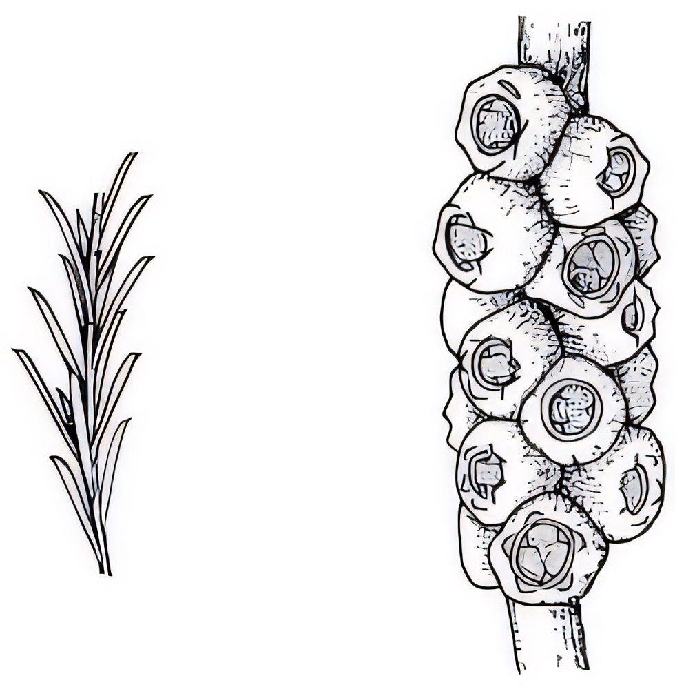 Melaleuca diosmatifolia