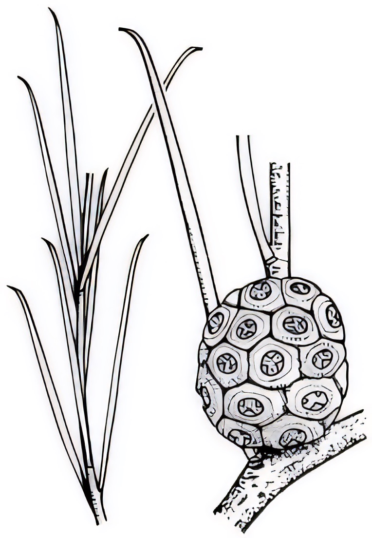 Melaleuca uncinata