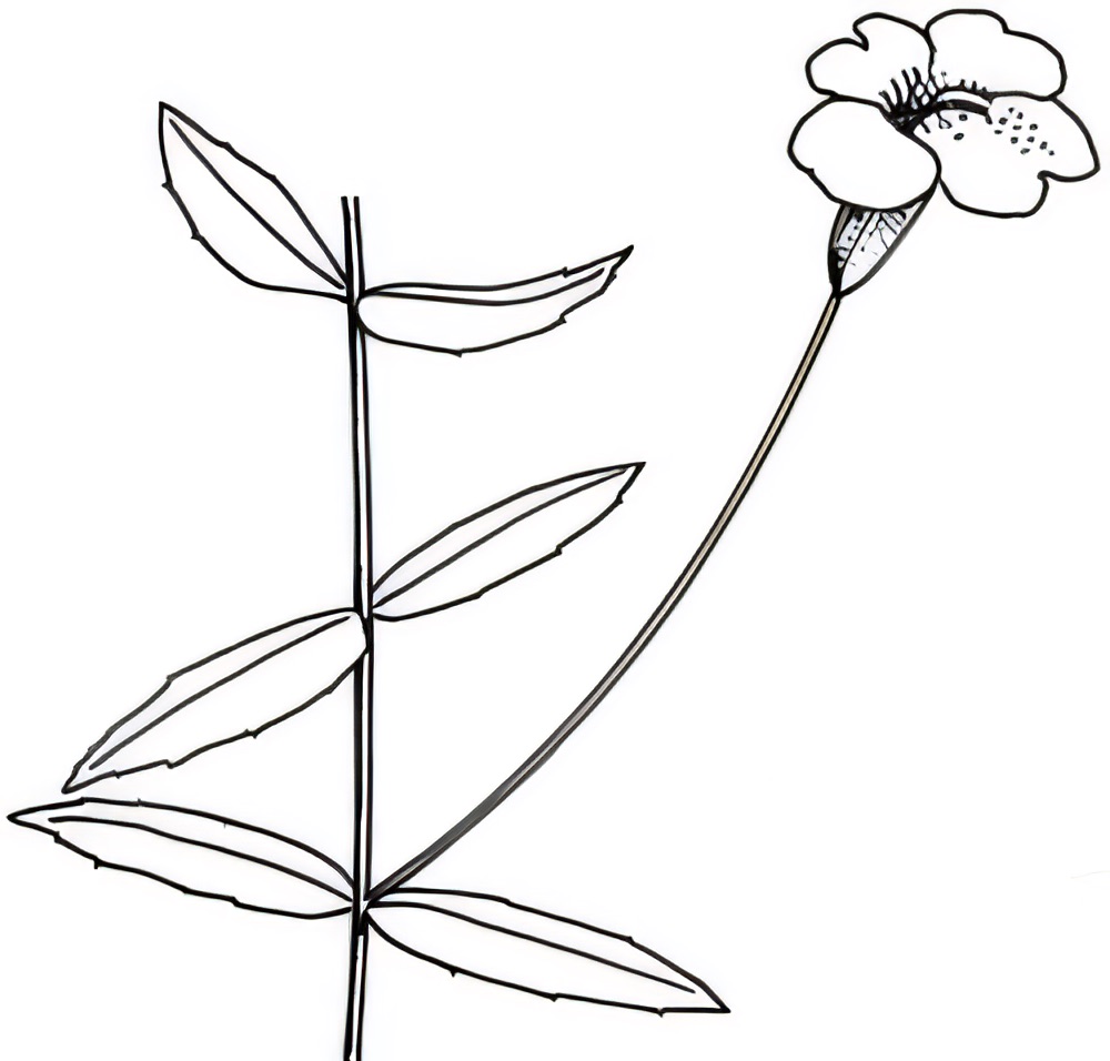 Mimulus spp