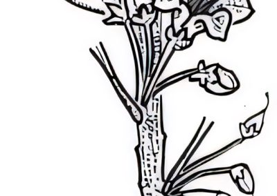 Myoporum platycarpum