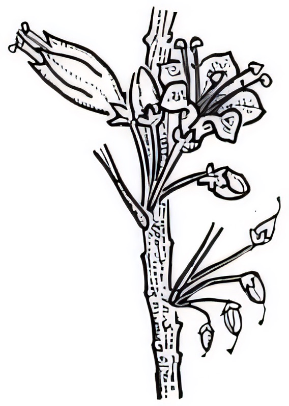 Myoporum platycarpum