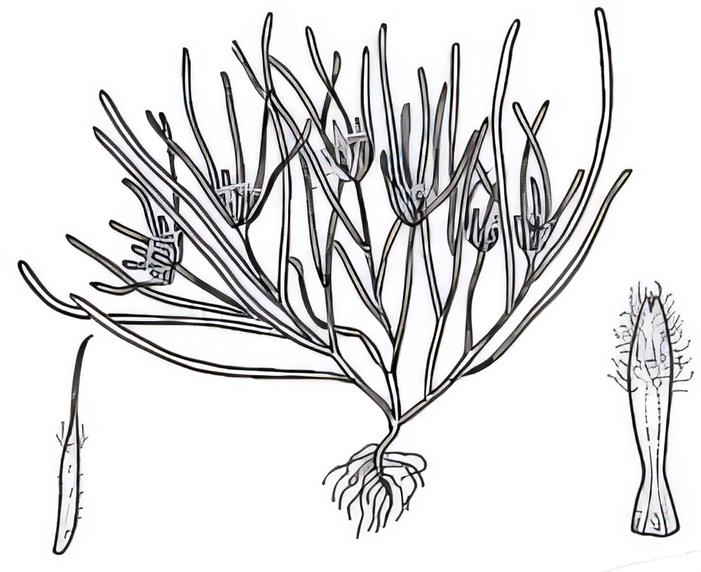 Myriocephalus rhizocephalus