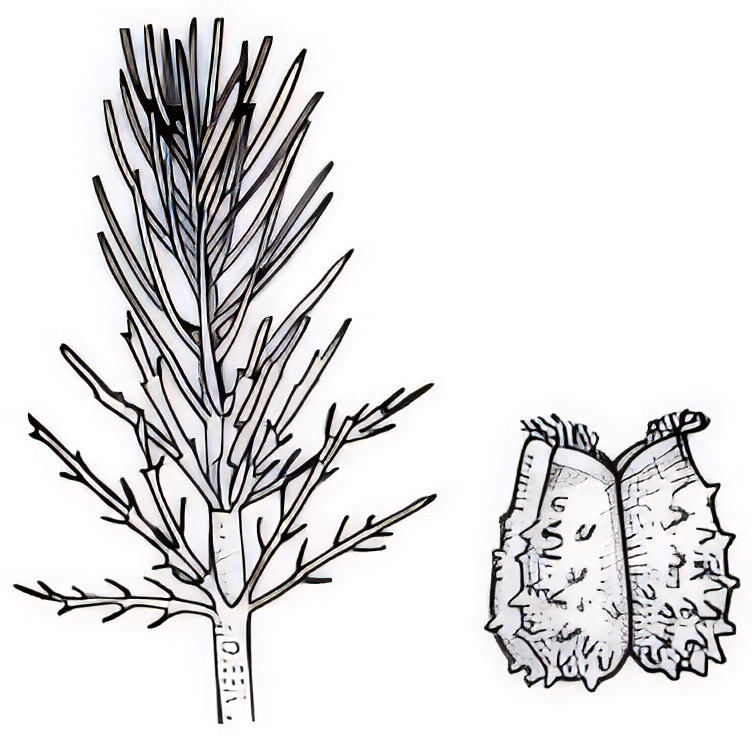 Myriophyllum crispatum