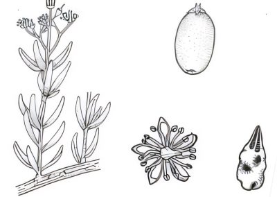 Nitraria billardierei