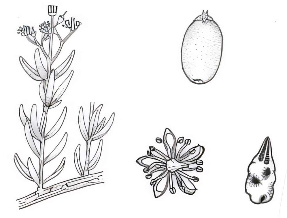 Nitraria billardierei