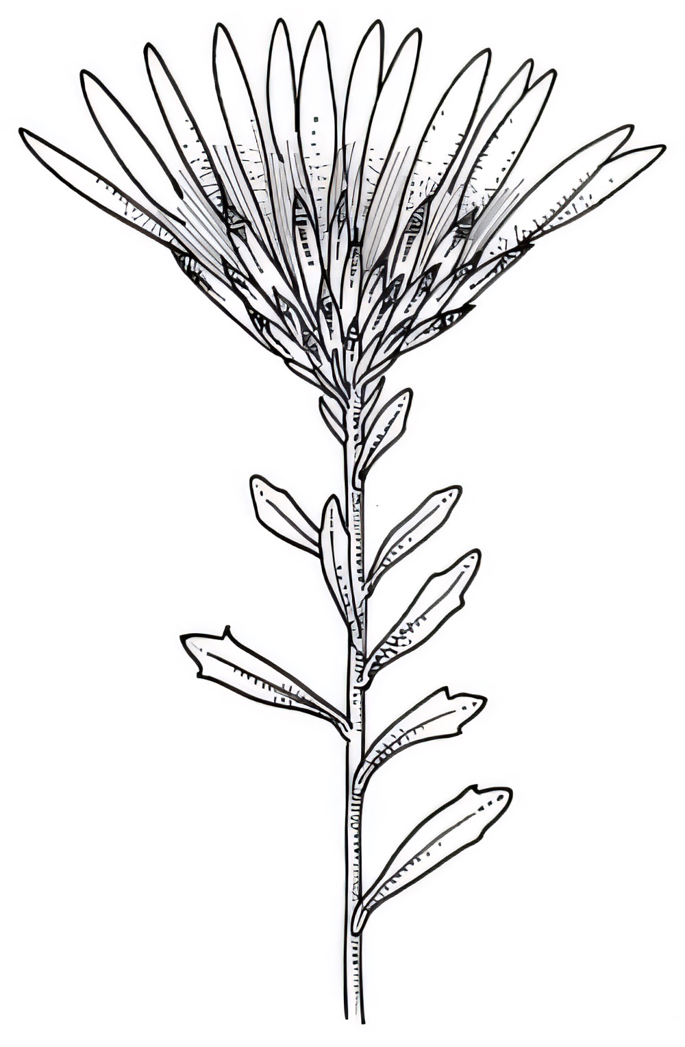 Olearia magniflora