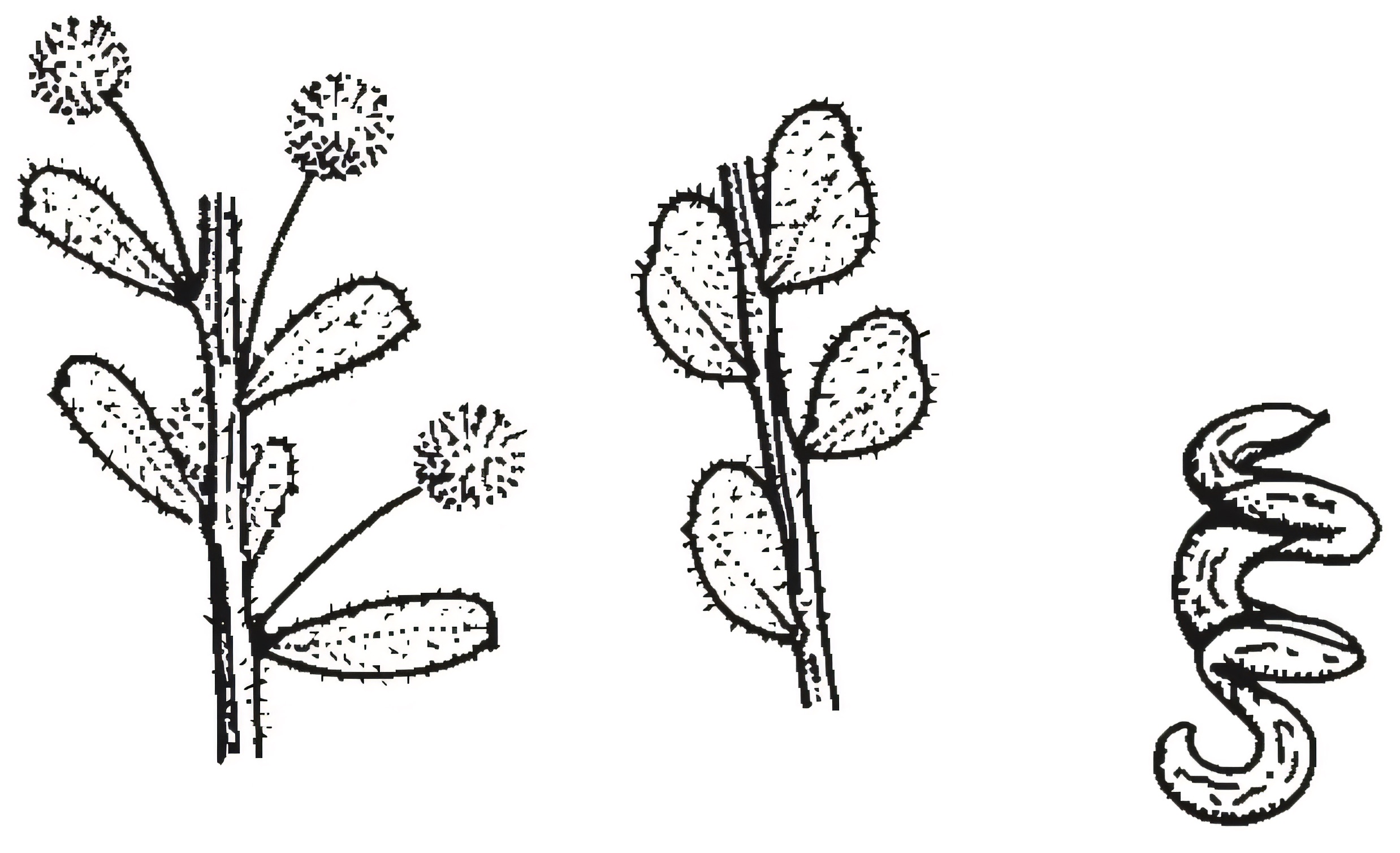 Acacia acinacea