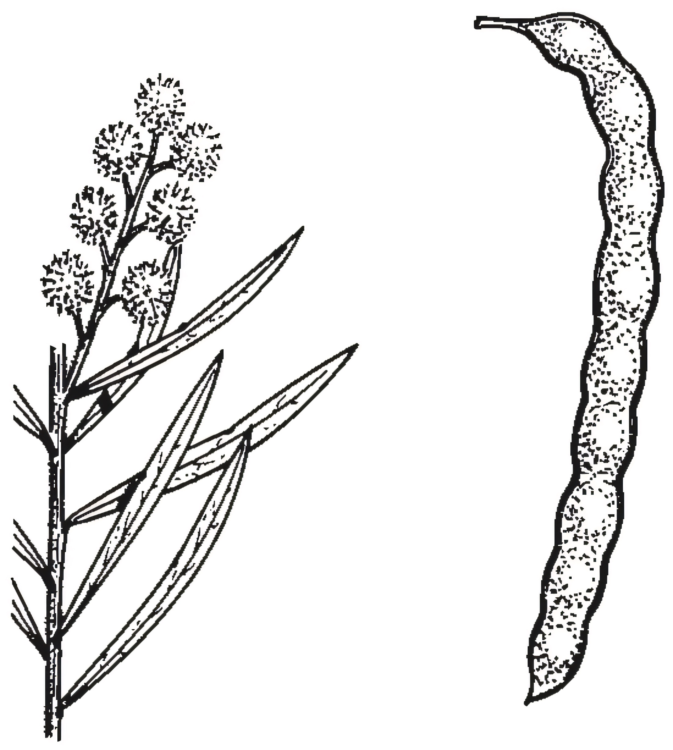 Acacia decora