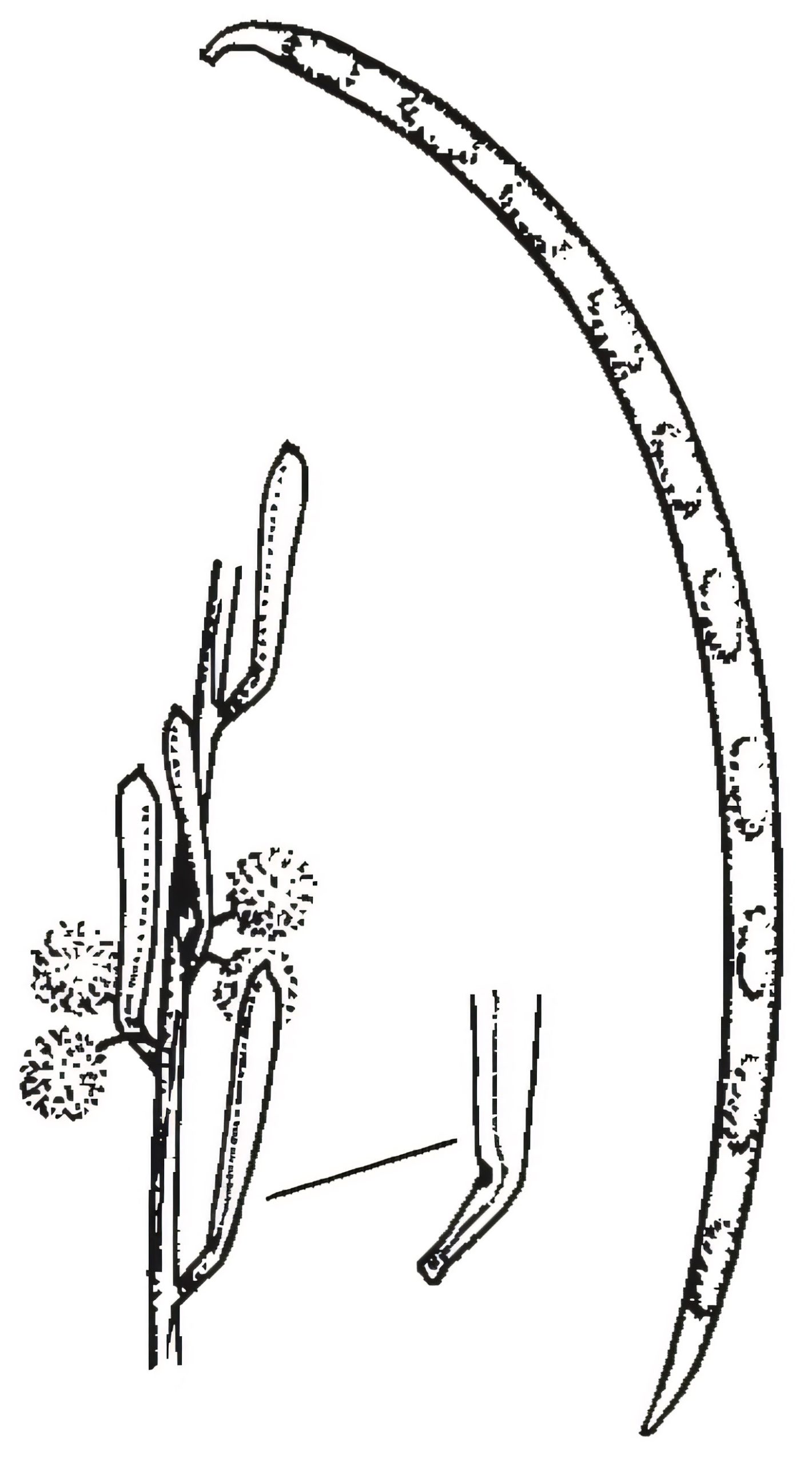 Acacia flexifolia