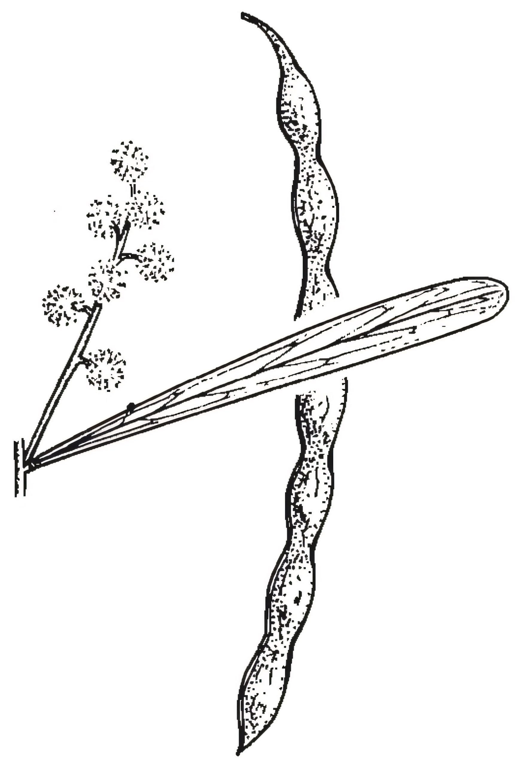 Acacia hakeoides