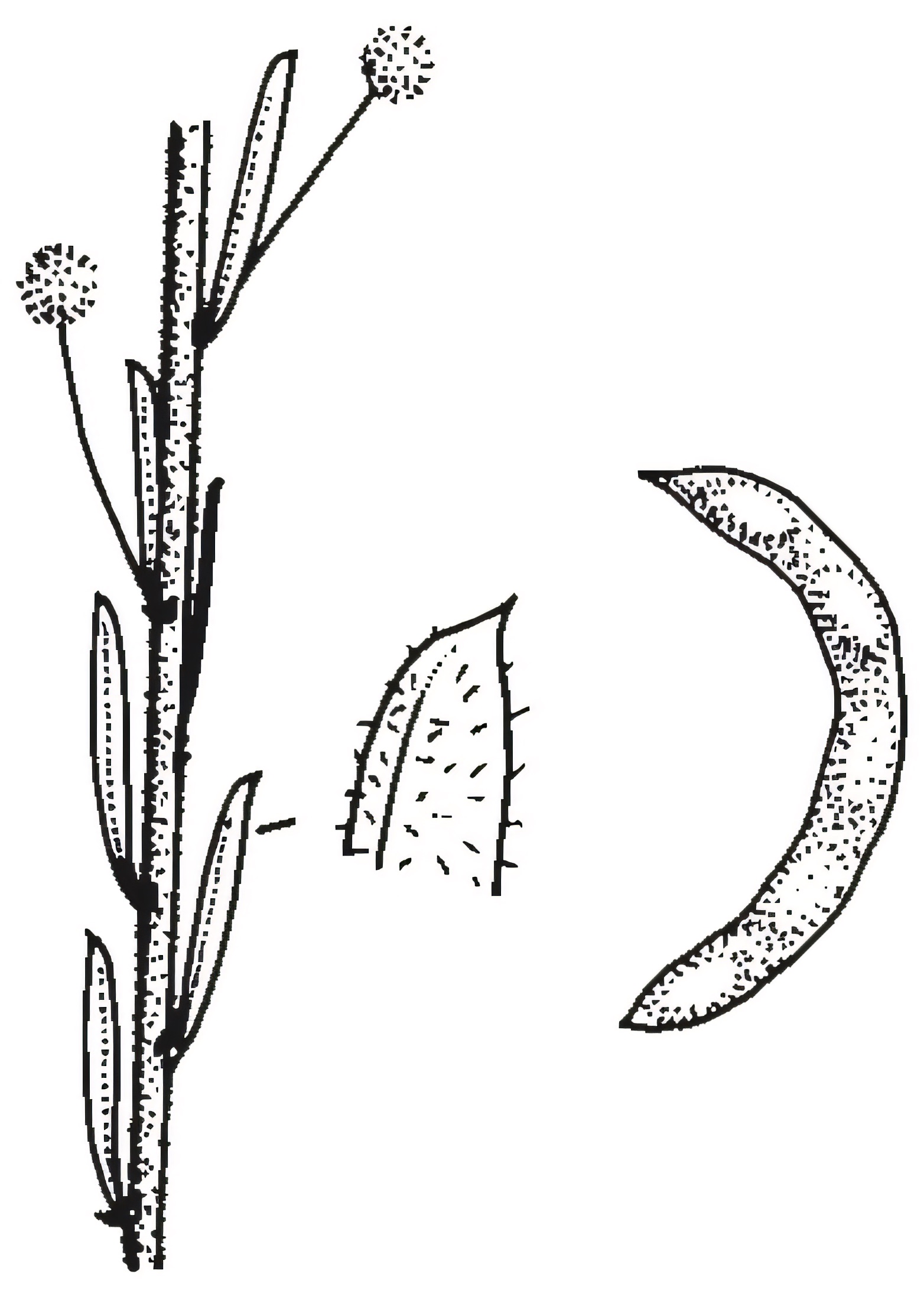 Acacia lineata