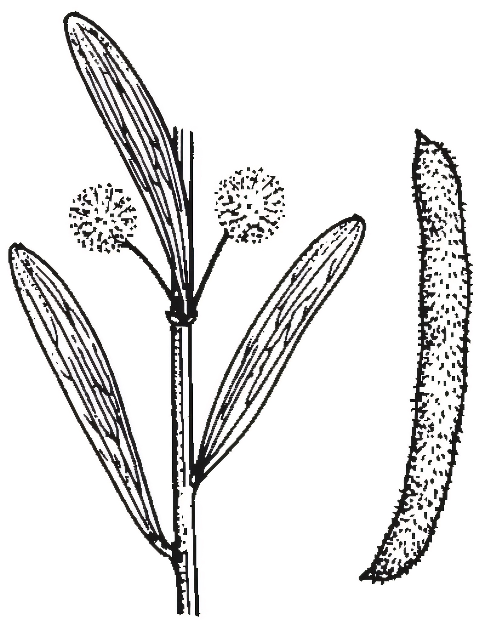 Acacia montana