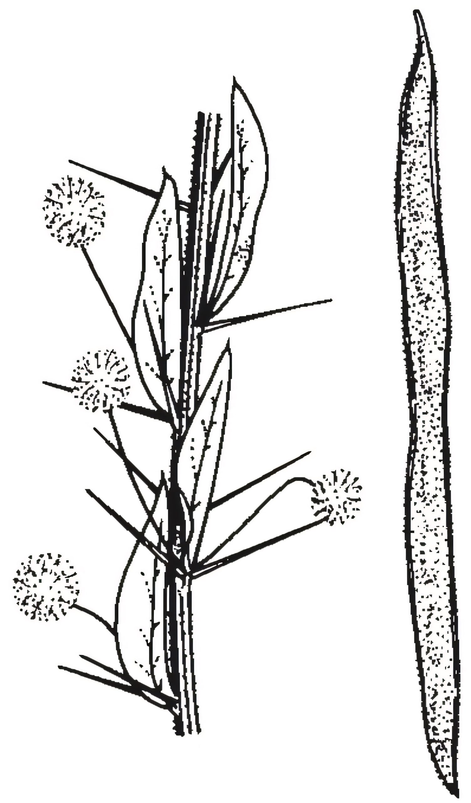 Acacia paradoxa