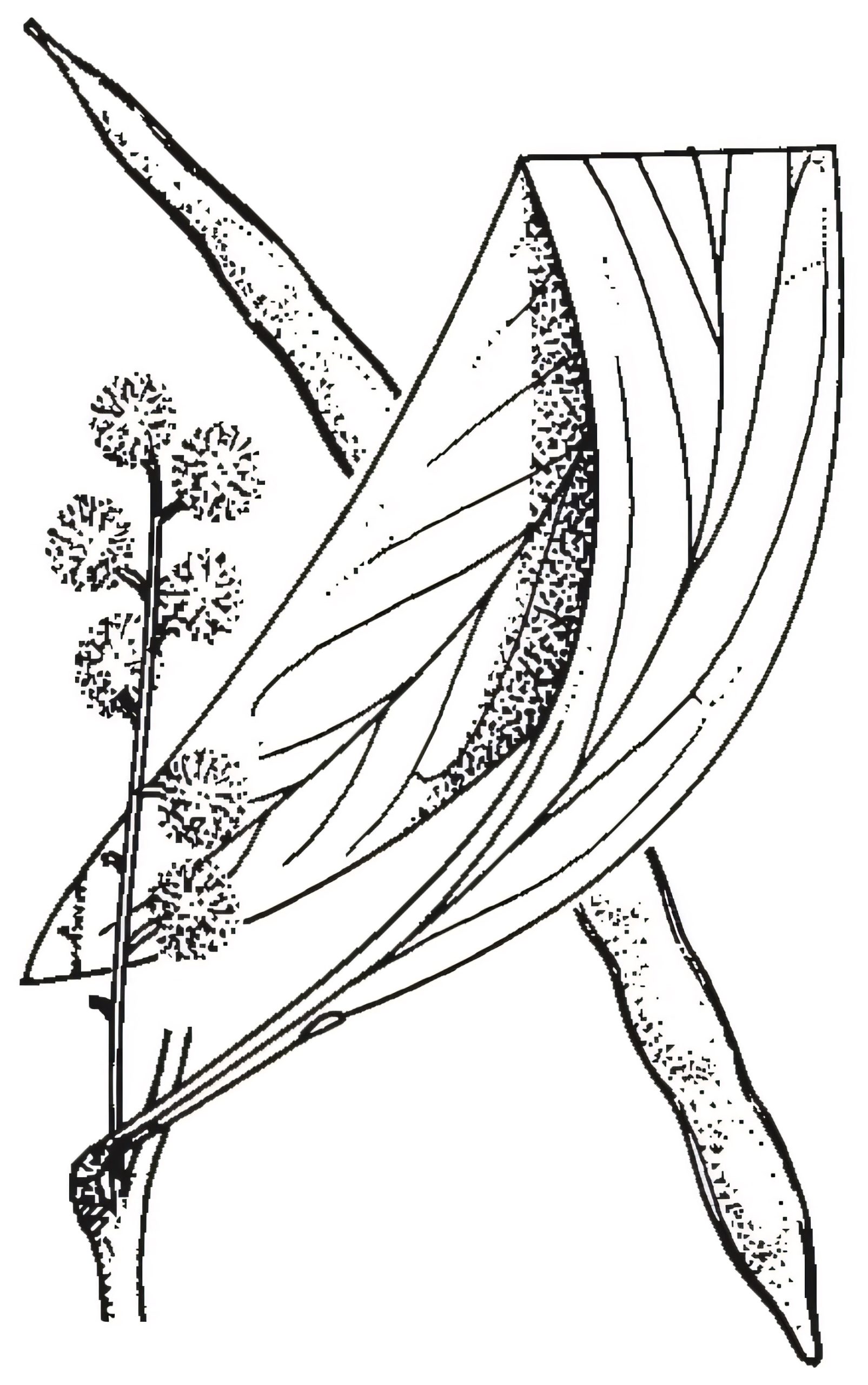 Acacia pycnantha