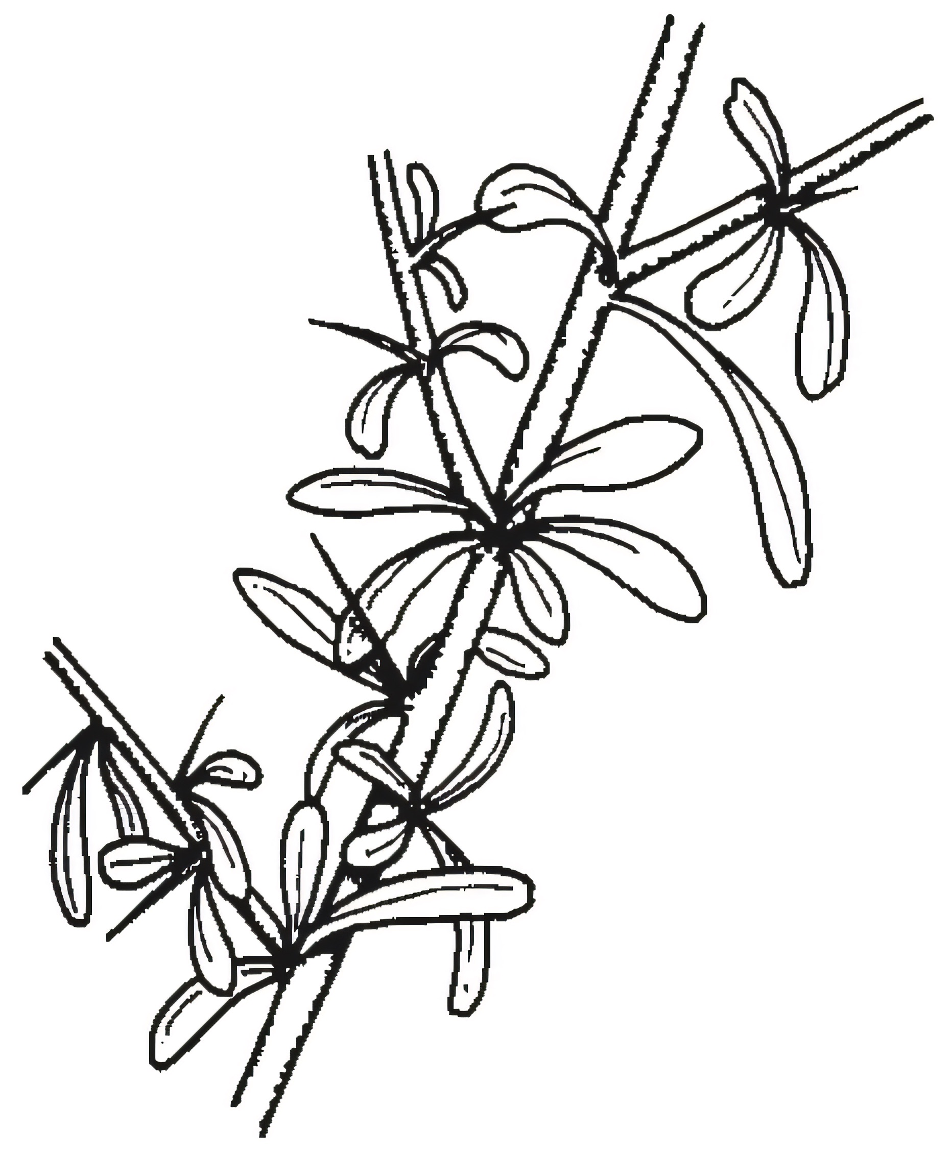 Bursaria spinosa
