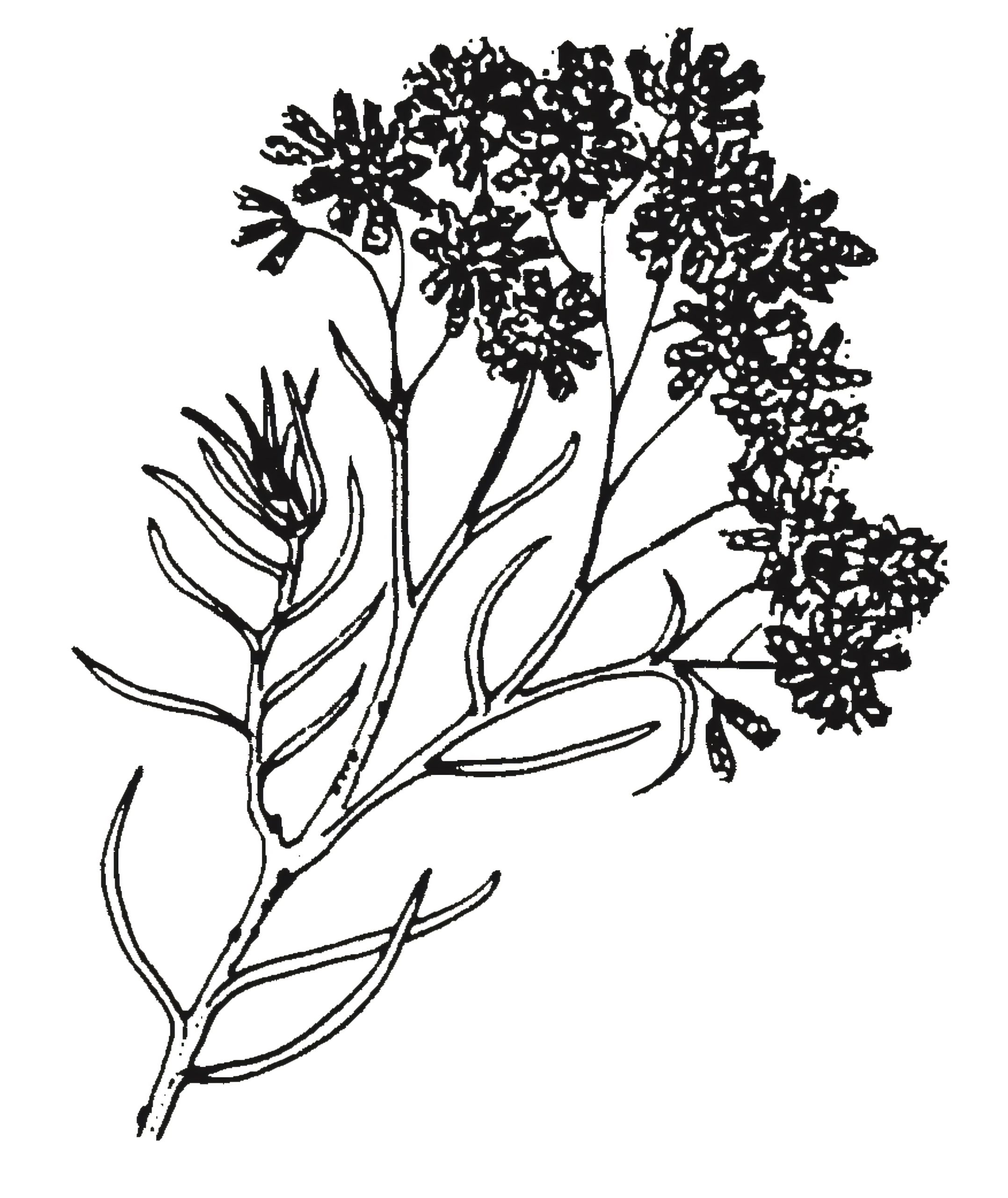 Cassinia laevis
