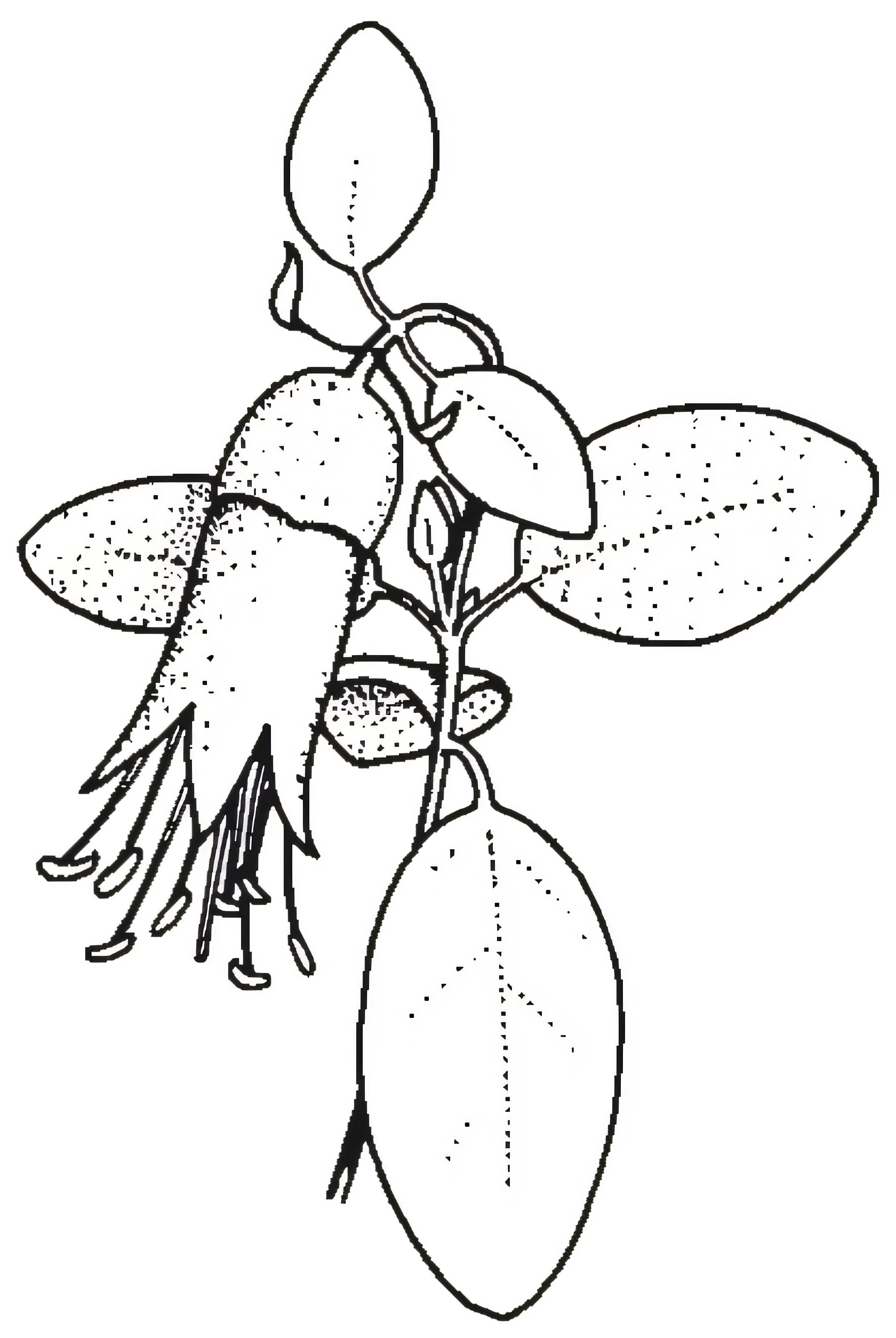 Correa glabra