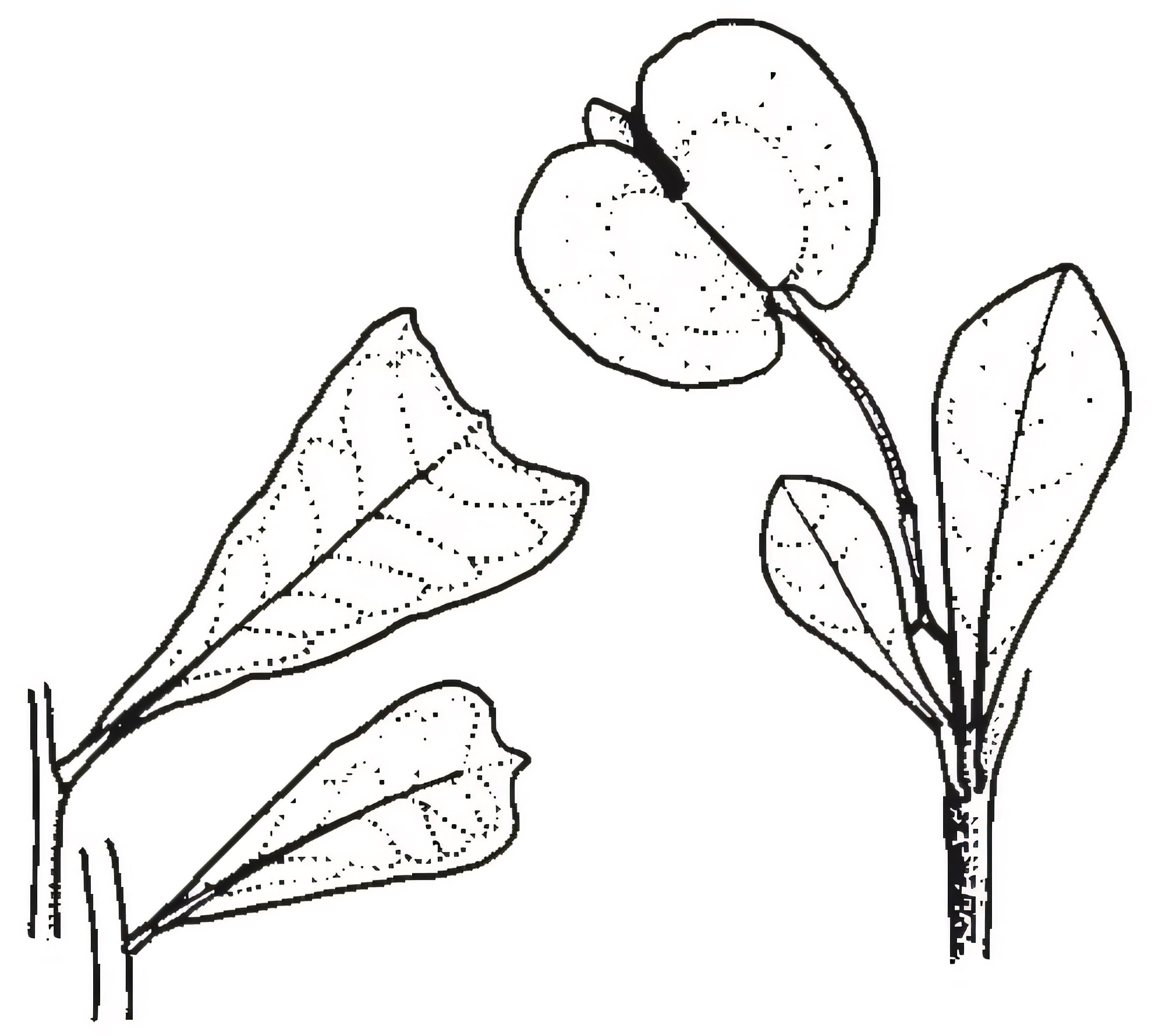 Dodonaea viscosa