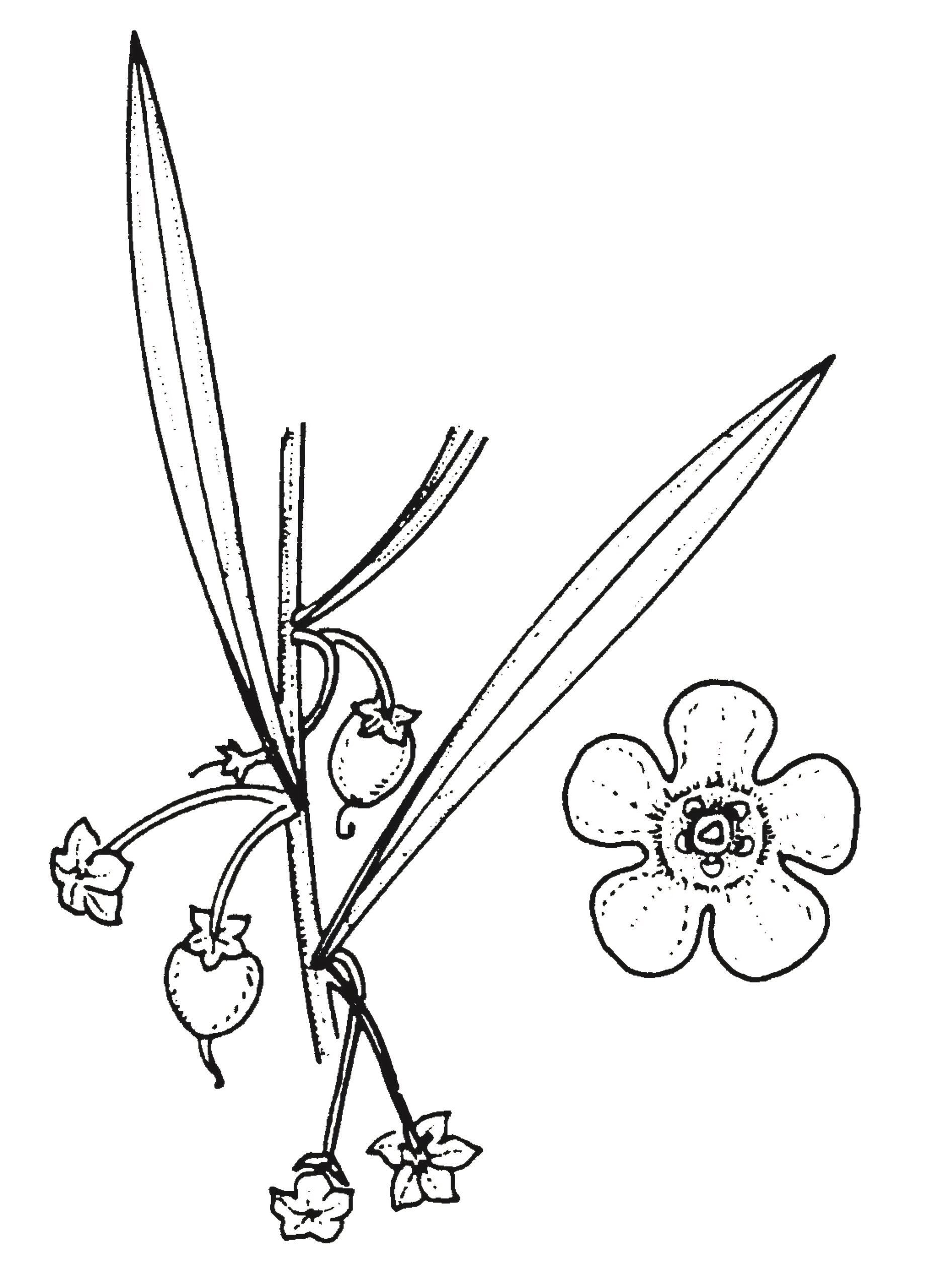 Eremophila deserti