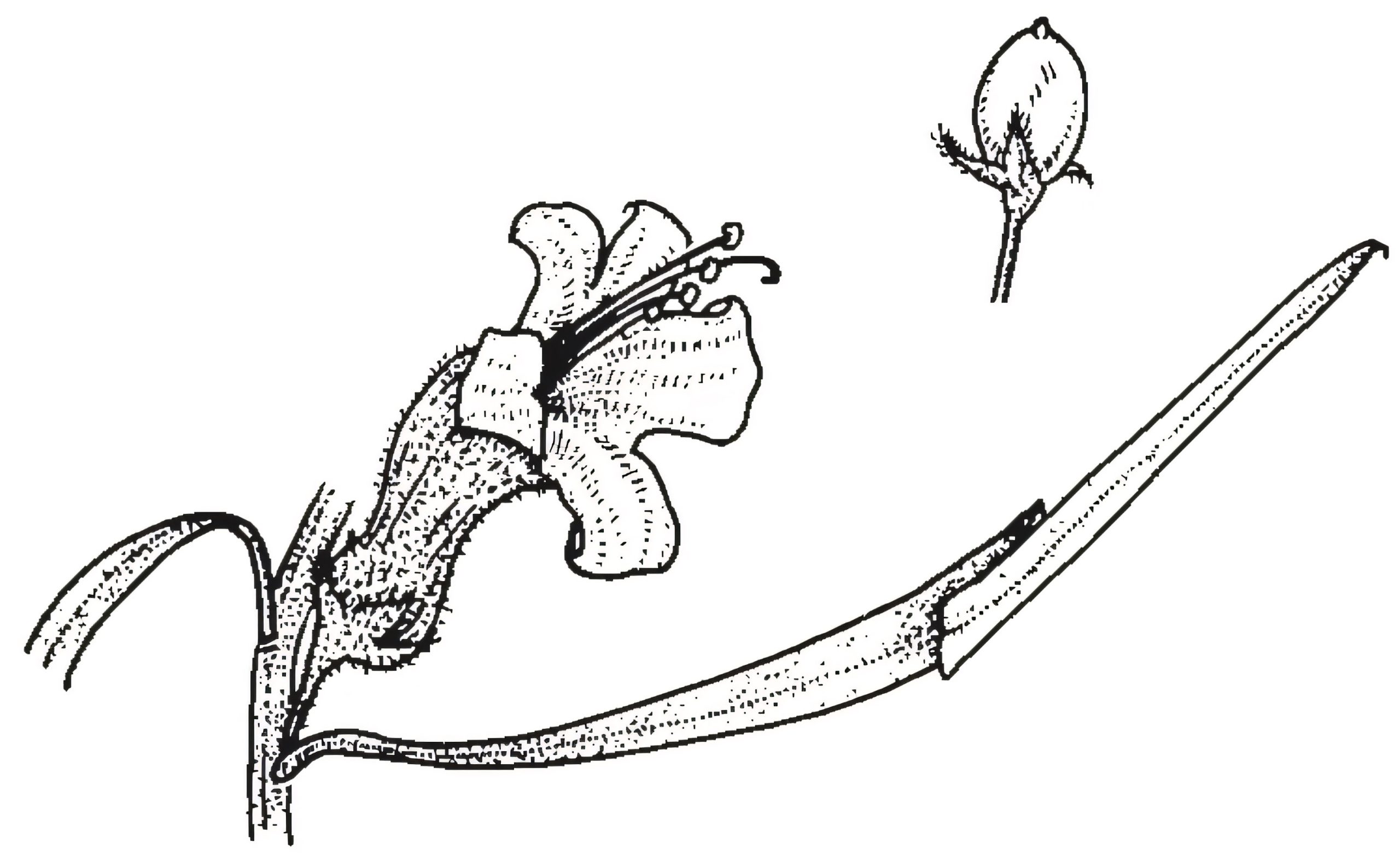 Eremophila longifolia