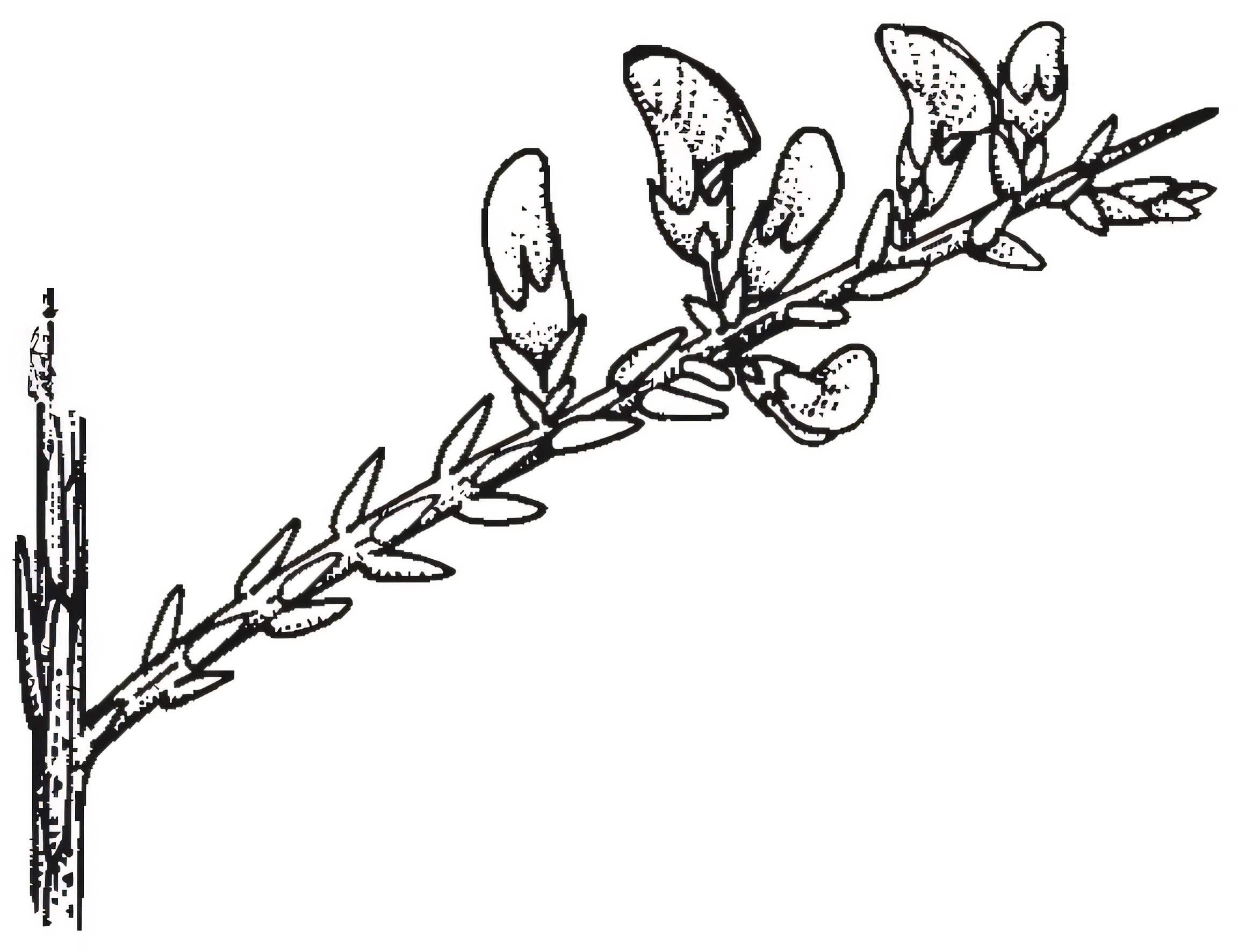 Eutaxia microphylla
