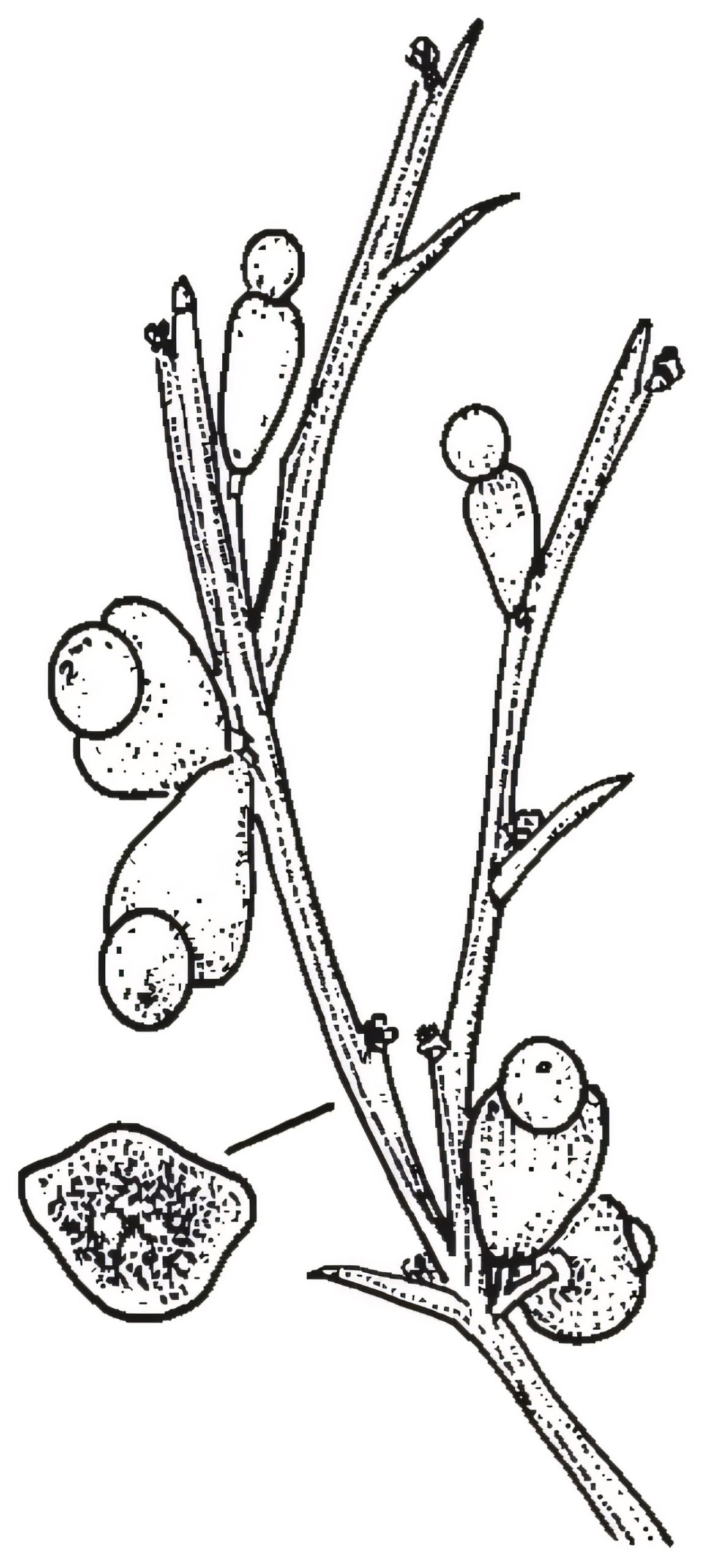 Exocarpos strictus