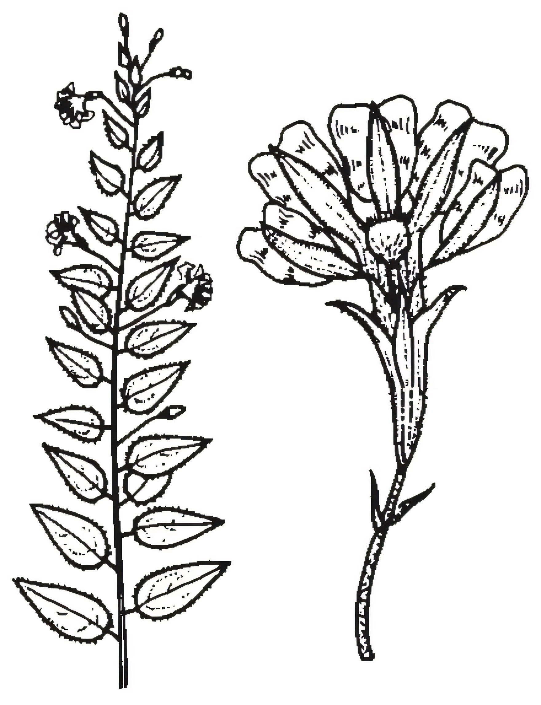 Goodenia ovata