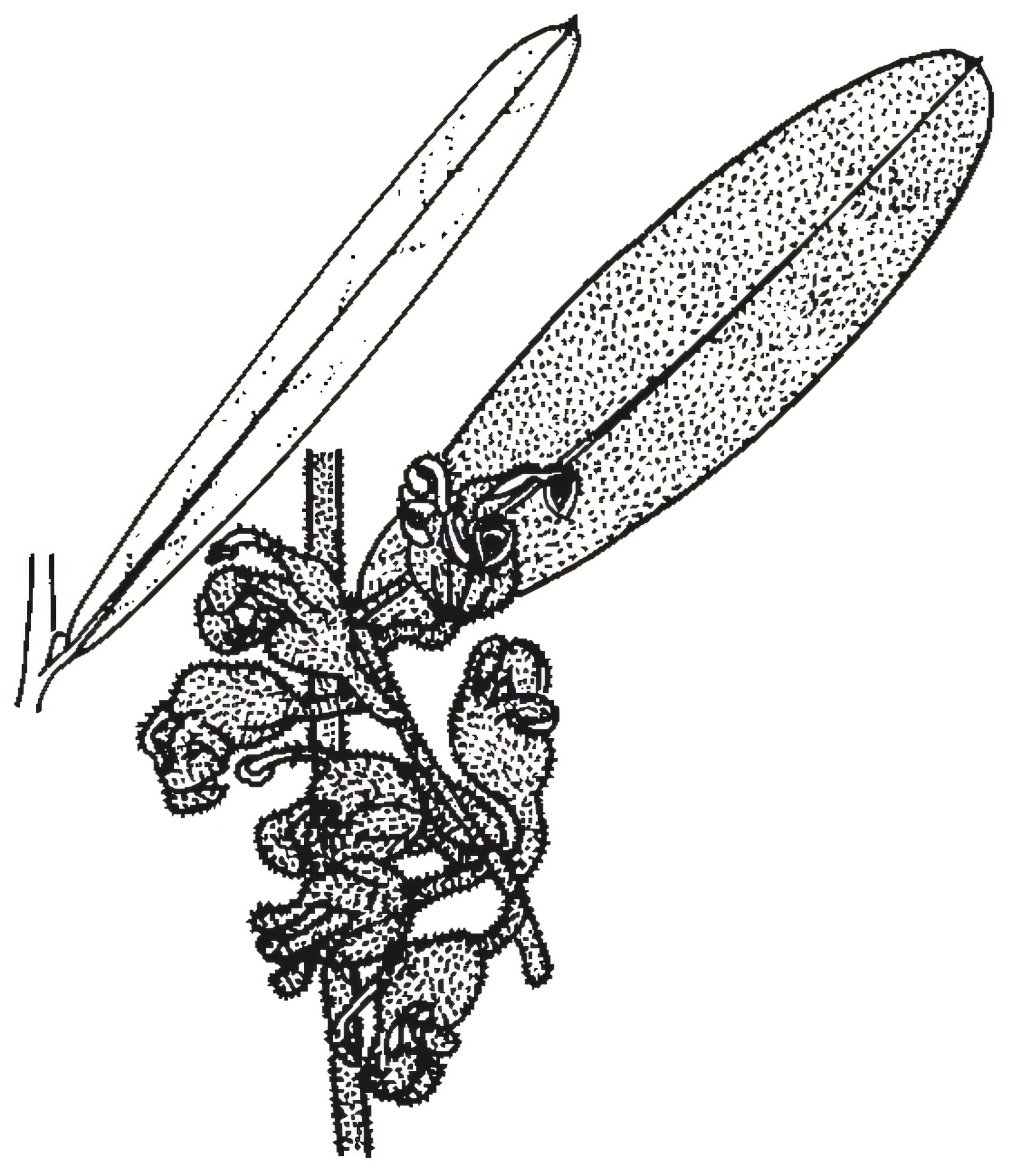Grevillea floribunda